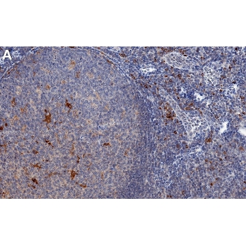 Anti-IRE1α Antibody, clone 1F9 ZooMAb® Rabbit Monoclonal，25UL，ZRB1605-25UL，Sigma