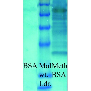 Anti-Methylated Lysine antibody produced in rabbit，100UG，SAB5200093-100UG，Sigma