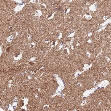 Anti-HCN1 antibody produced in rabbit，100UL，HPA019195-100UL，Sigma
