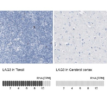 Anti-LAG3 antibody produced in rabbit，100UL，HPA013967-100UL，Sigma