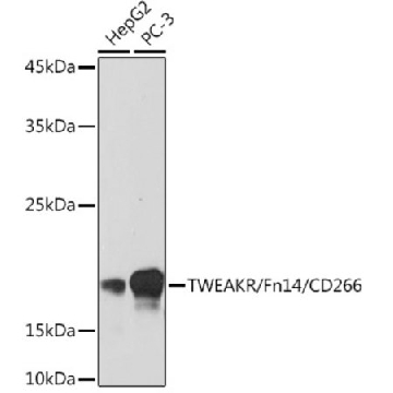 Anti-TWEAKR/Fn14/CD266 Antibody, clone 1G4T3, Rabbit Monoclonal，100UL，SAB5702596-100UL，Sigma