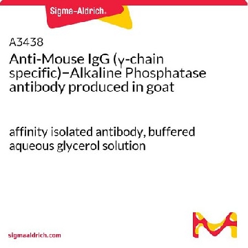 Anti-Mouse IgG (γ-chain specific)−Alkaline Phosphatase antibody produced in goat，0.25ML，A3438-.25ML，Sigma