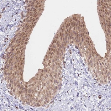 Anti-TMEM55B antibody produced in rabbit，100UL，HPA048528-100UL，Sigma