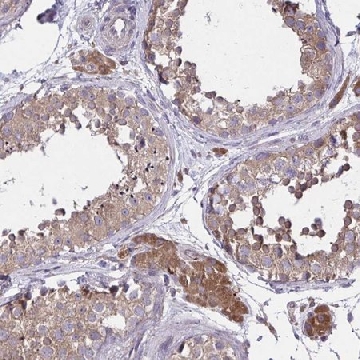 Anti-GRB14 antibody produced in rabbit，100UL，HPA035053-100UL，Sigma