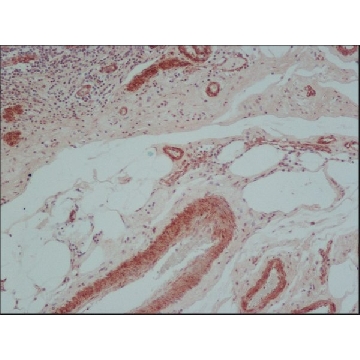 抗-小鼠IgG（全分子）)−生物素 兔抗，1ML，B8520-1ML，Sigma