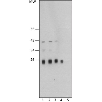 Monoclonal Anti-Cathepsin L antibody produced in mouse，200UL，C4618-200UL，Sigma