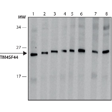 Anti-TM4SF4 antibody, Mouse monoclonal，100UL，SAB4200706-100UL，Sigma