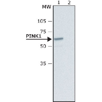 抗-PINK1 兔抗，200UL，P0076-200UL，Sigma