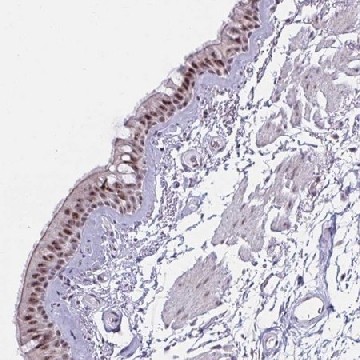Anti-PRR14 antibody produced in rabbit，100UL，HPA060265-100UL，Sigma