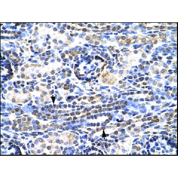 Anti-KLF9 antibody produced in rabbit，100UL，AV31369-100UL，Sigma