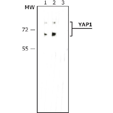 Anti-phospho-YAP1 (pTyr³⁵⁷) antibody, Mouse monoclonal，200UL，Y0771-200UL，Sigma