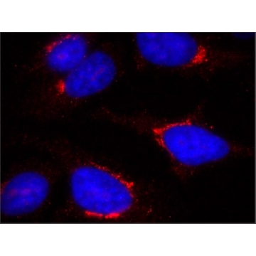 Anti-TGN46 antibody, Mouse monoclonal，200UL，SAB4200355-200UL，Sigma
