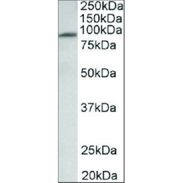 Anti-MFSD6 antibody produced in goat，100UG，SAB2502050-100UG，Sigma