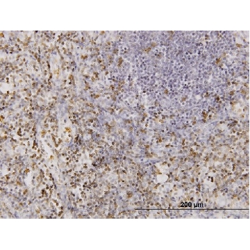Monoclonal Anti-CD177 antibody produced in mouse，100UG，WH0057126M1-100UG，Sigma