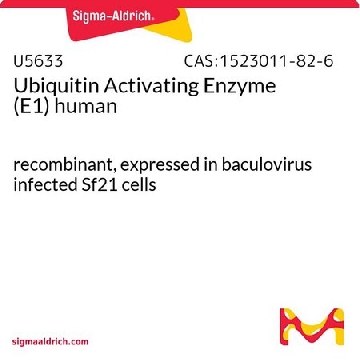 泛素激活酶 (E1) 人，25UG，U5633-25UG，Sigma