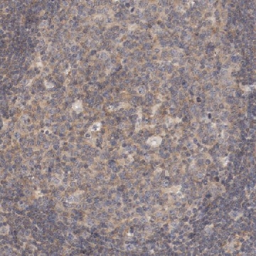 Anti-ZNF267 antibody produced in rabbit，100UL，HPA003866-100UL，Sigma