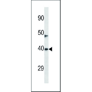 ANTI-NEURL3 (C-TERM) antibody produced in rabbit，400UL，SAB1302249-400UL，Sigma