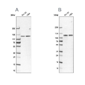 抗-CAPRIN1 兔抗，100UL，HPA018126-100UL，Sigma