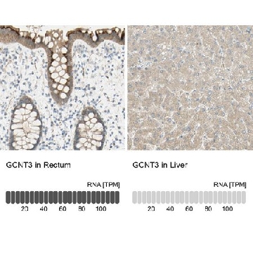 Anti-GCNT3 antibody produced in rabbit，100UL，HPA011154-100UL，Sigma