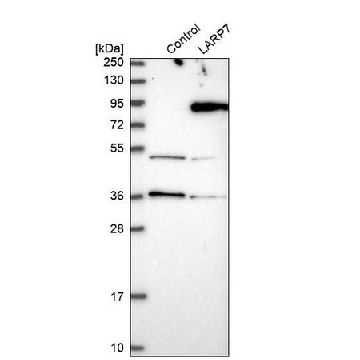 Anti-LARP7 antibody produced in rabbit，100UL，HPA027930-100UL，Sigma