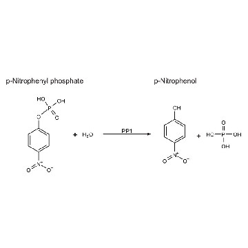 蛋白磷酸酶-1 催化亚单位，α-亚型 来源于兔，25UG，P7937-25UG，Sigma