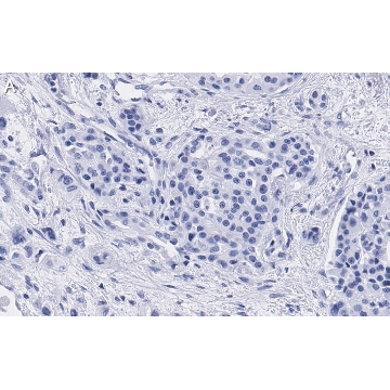 Anti-Cyclin D1 Antibody, clone 1J9, ZooMAb® Rabbit Monoclonal，4X25UL，ZRB1313-4X25UL，Sigma