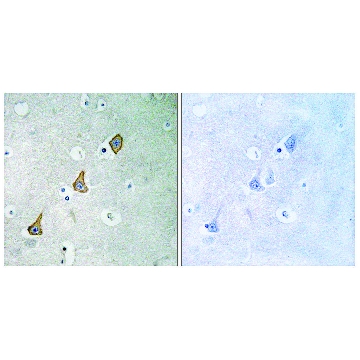 抗  PECAM-1 兔抗，100UG，SAB4502167-100UG，Sigma