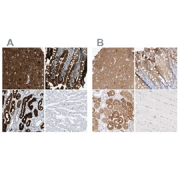 Anti-GDA antibody produced in rabbit，100UL，HPA019352-100UL，Sigma