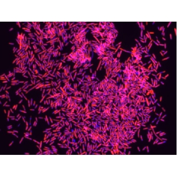 Eubacteria FISH probe - Cy3，50UL，MBD0033-50UL，Sigma