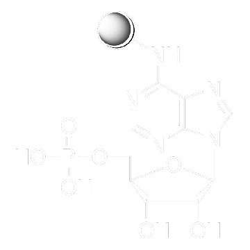 腺苷5-单磷酸-琼脂糖，1ML，A1271-1ML，Sigma
