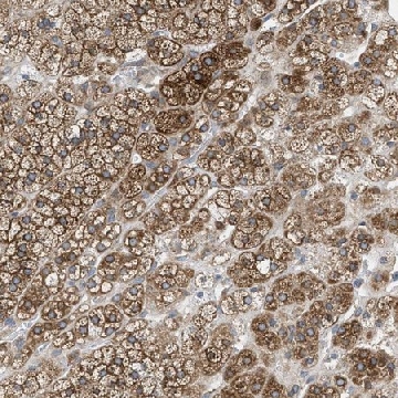 Anti-GPAT4 antibody produced in rabbit，100UL，HPA016471-100UL，Sigma