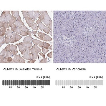 Anti-PERM1 antibody produced in rabbit，100UL，HPA031711-100UL，Sigma