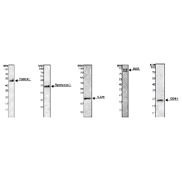 Exosome standards, fluorescent，1VIAL，SAE0193-1VL，Sigma
