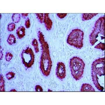 Monoclonal Anti-Mucin Gastric antibody produced in mouse，0.2ML，M5293-.2ML，Sigma