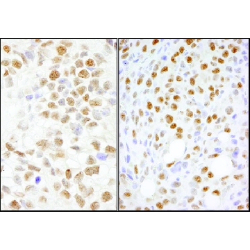 Rabbit anti-NONO Antibody, Affinity Purified，100UL，PLA0119-100UL，Sigma