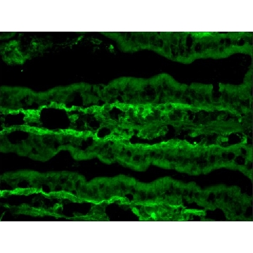 Monoclonal Anti-Tenascin antibody produced in rat，0.2ML，T3413-.2ML，Sigma