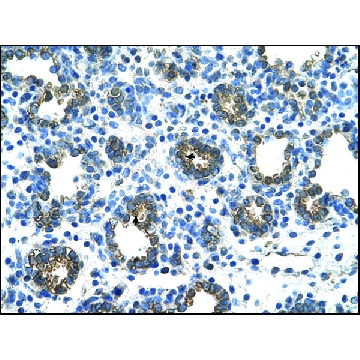Anti-GUSB antibody produced in rabbit，100UL，AV44234-100UL，Sigma