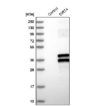抗  SIRT4 兔抗，100UL，HPA029691-100UL，Sigma