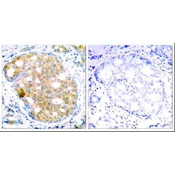 Anti-GSK3B (Ab-9) antibody produced in rabbit，100UG，SAB4300287-100UG，Sigma