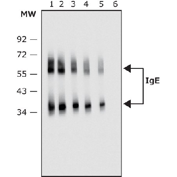 Anti-Human IgE antibody, Mouse monoclonal，100UL，SAB4200741-100UL，Sigma