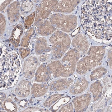 Anti-TCAF2 antibody produced in rabbit，100UL，HPA038758-100UL，Sigma