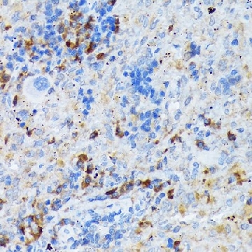 Anti-CD209 antibody produced in rabbit，100UL，SAB5701707-100UL，Sigma