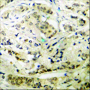 抗-磷酸-p47 phox（pSer³⁴⁵） 兔抗，100UG，SAB4504721-100UG，Sigma