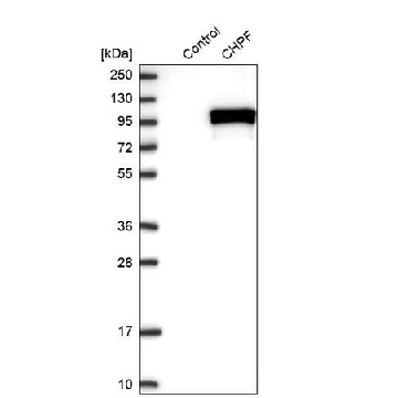 抗-CHPF 兔抗，100UL，HPA035123-100UL，Sigma
