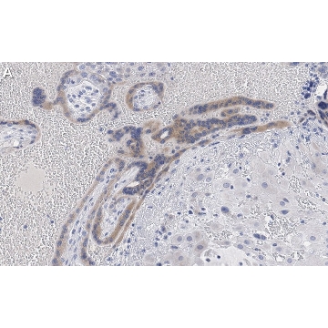 Anti-Angiopoietin-2 Antibody, clone 4L18 ZooMAb® Rabbit Monoclonal，25UL，ZRB1414-25UL，Sigma