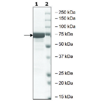GSK3β，活性，人，10UG，SRP0356-10UG，Sigma