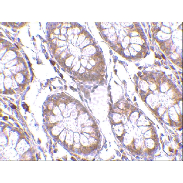 Anti-PTK7 antibody produced in rabbit，100UG，SAB3500340-100UG，Sigma