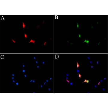 Anti-LbCas12a (Cpf1) antibody, Mouse monoclonal，100UL，SAB4200777-100UL，Sigma
