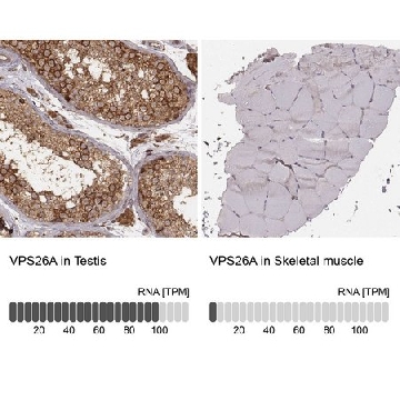 Monoclonal Anti-VPS26A antibody produced in mouse，100UL，AMAB90967-100UL，Sigma