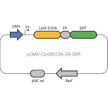 CMV-CAS9D10A-2A-GFP 质粒，1EA，CAS9D10AGFPP-1EA，Sigma